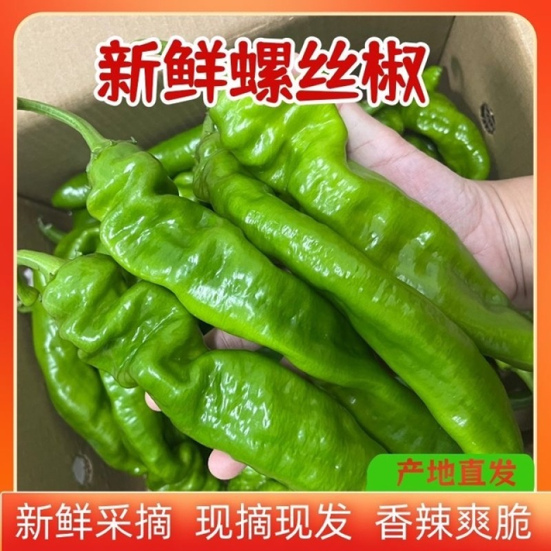 螺丝椒薄皮椒辣椒新鲜供货陇椒全国发货协助装车
