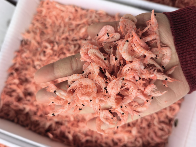 磷虾