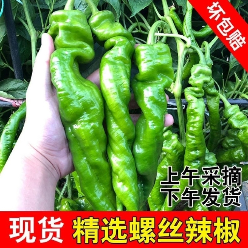 优选精品螺丝椒产地直发协助装车货源充足服务质量保证