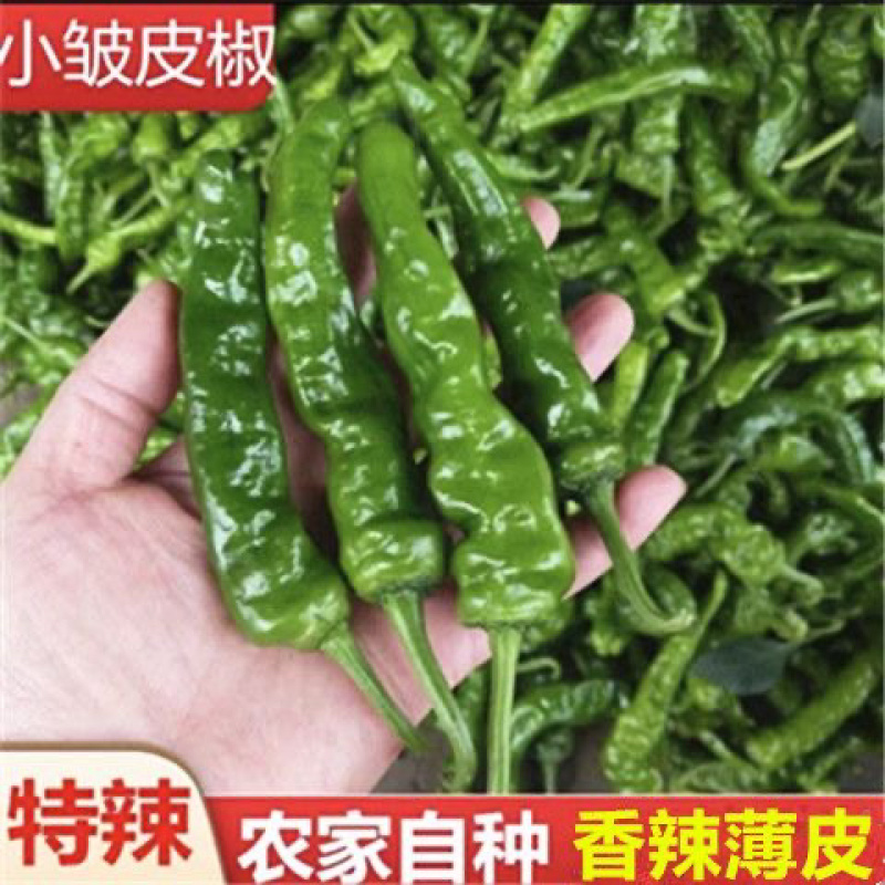 优选精品螺丝椒产地直发协助装车货源充足服务质量保证
