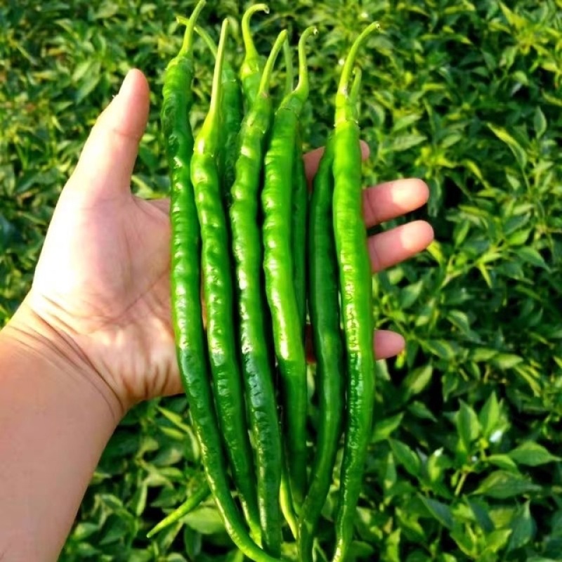 优选精品二荆条辣椒大量上市质量优良品种多样