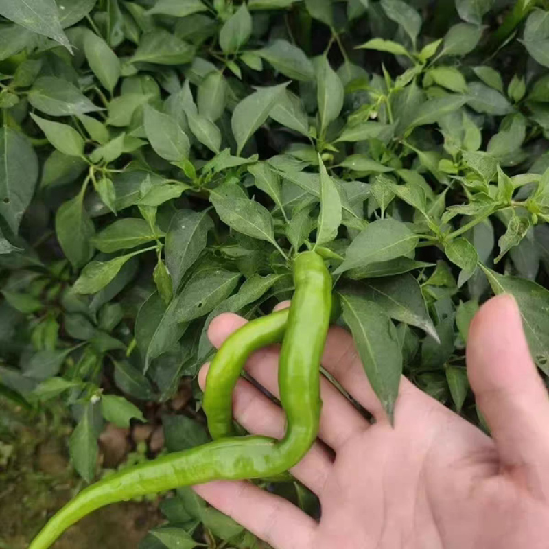 优选精品二荆条辣椒大量上市质量优良品种多样