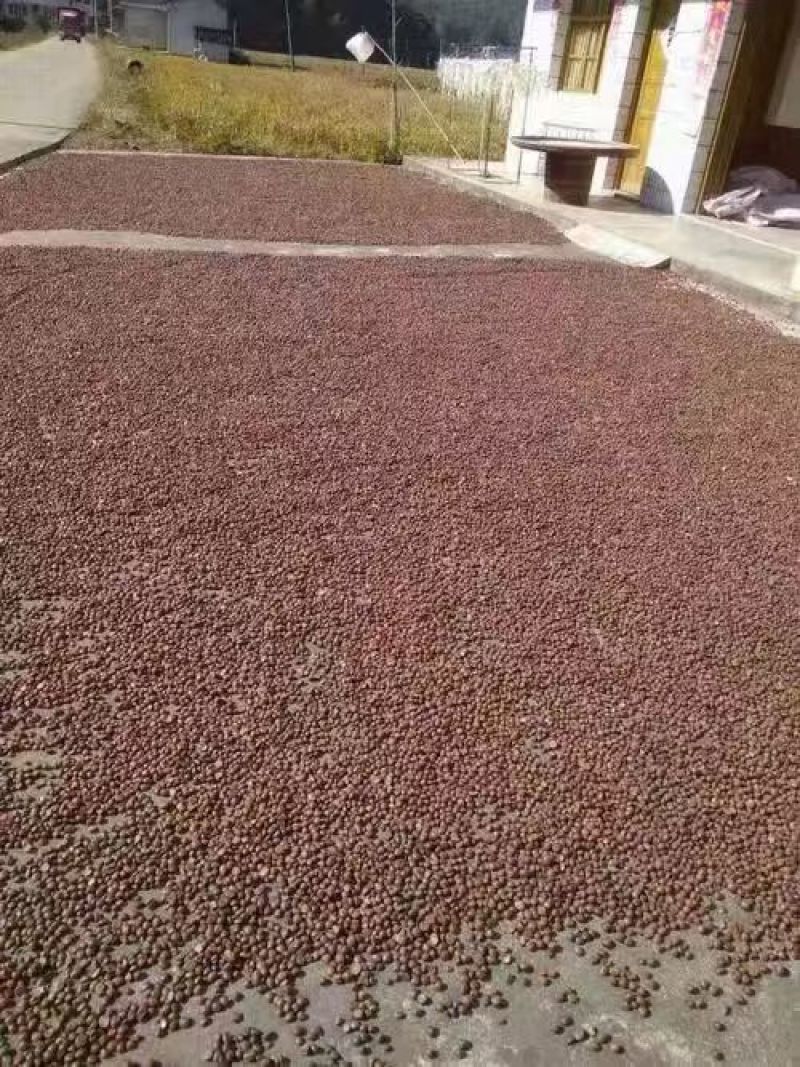 山茶油