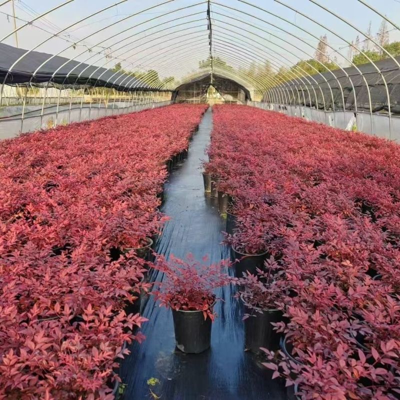 新款红宝石南天竹火焰南天竹四季常青庭院园林造景植物耐热耐