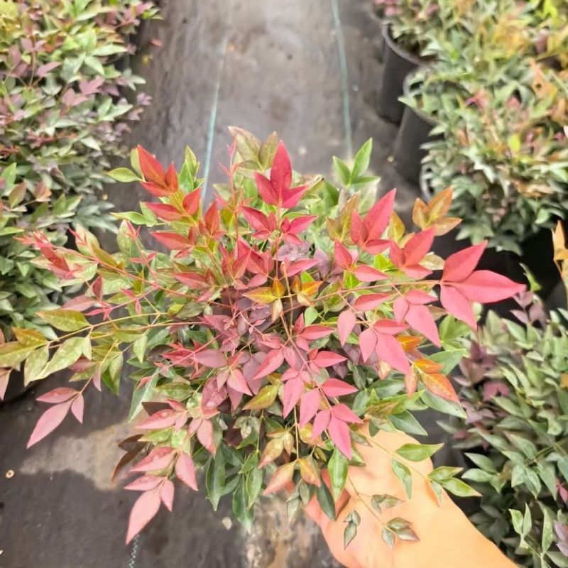 新款红宝石南天竹火焰南天竹四季常青庭院园林造景植物耐热耐