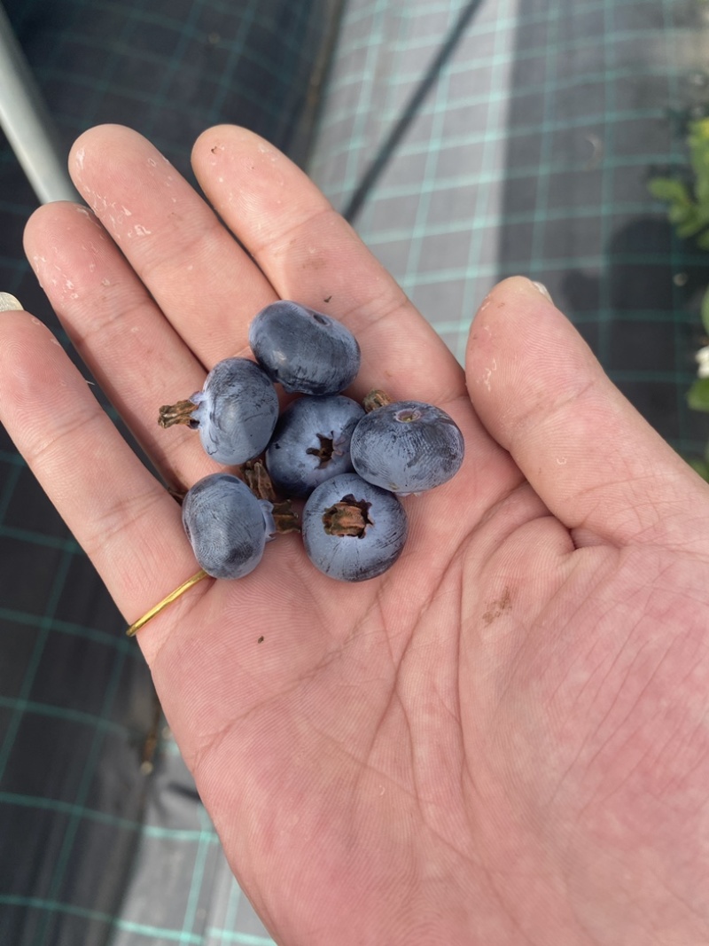 农场直供云南蓝莓花香蓝莓L25高品质蓝莓鲜果
