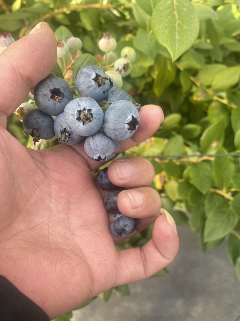 农场直供云南蓝莓花香蓝莓L25高品质蓝莓鲜果