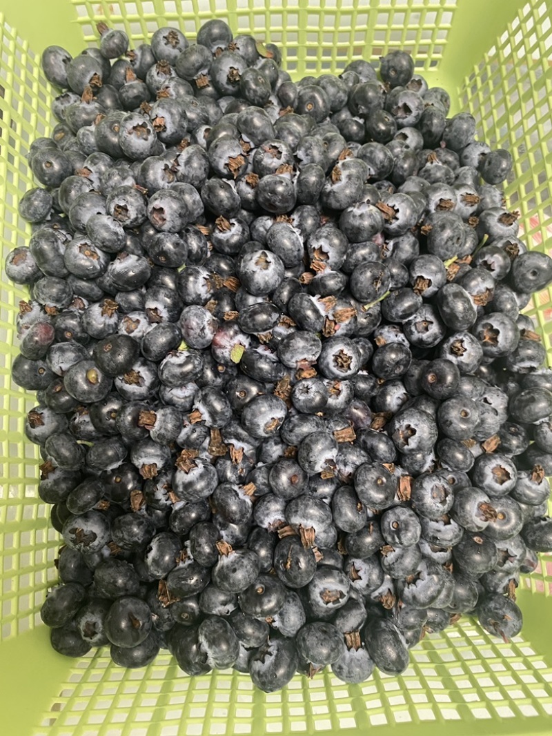 农场直供云南蓝莓花香蓝莓L25高品质蓝莓鲜果