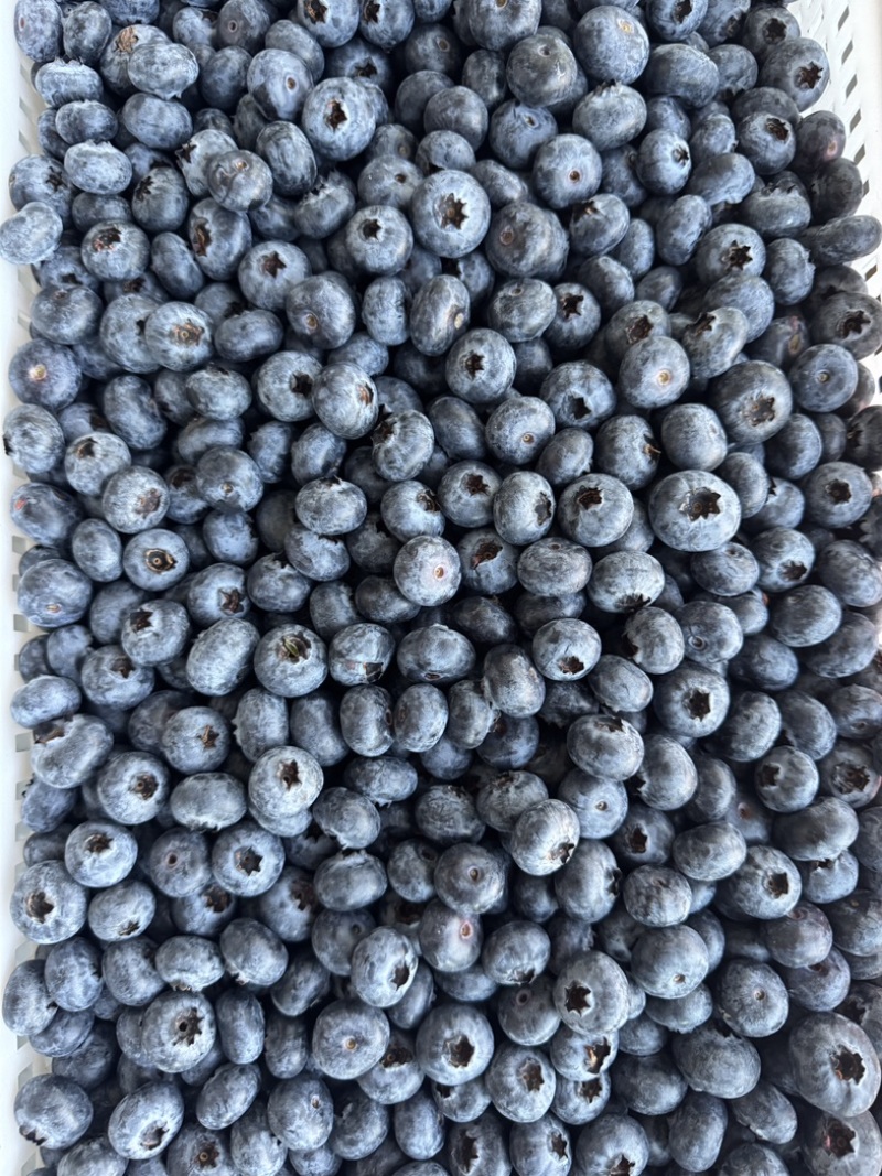 农场直供云南蓝莓花香蓝莓L25高品质蓝莓鲜果