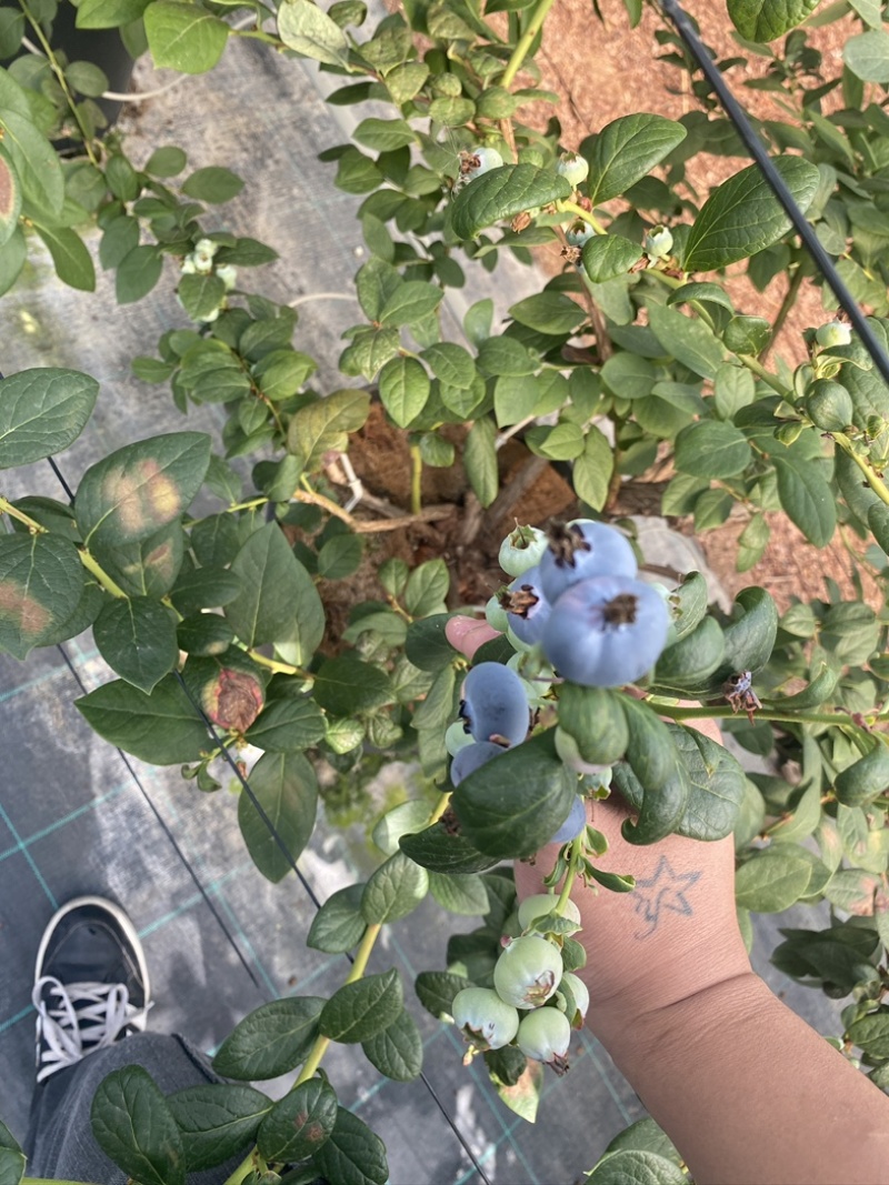 农场直供云南蓝莓花香蓝莓L25高品质蓝莓鲜果
