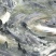 精品青鱼，10斤～15斤，3万斤，自家鱼塘，需上门取货