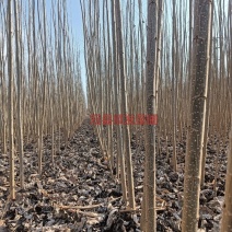 杨树苗，产地直发品质保证，欢迎各地老板来电洽谈合作