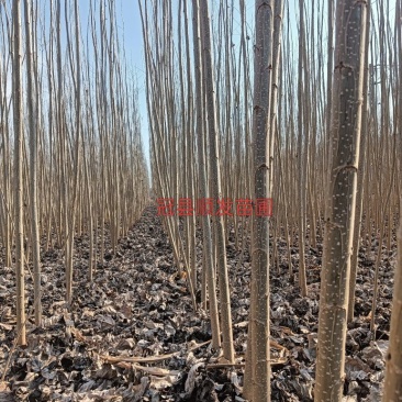 杨树苗，产地直发品质保证，欢迎各地老板来电洽谈合作