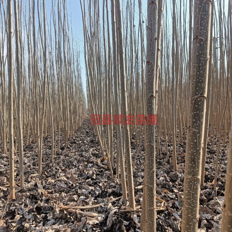 杨树苗，产地直发品质保证，欢迎各地老板来电洽谈合作