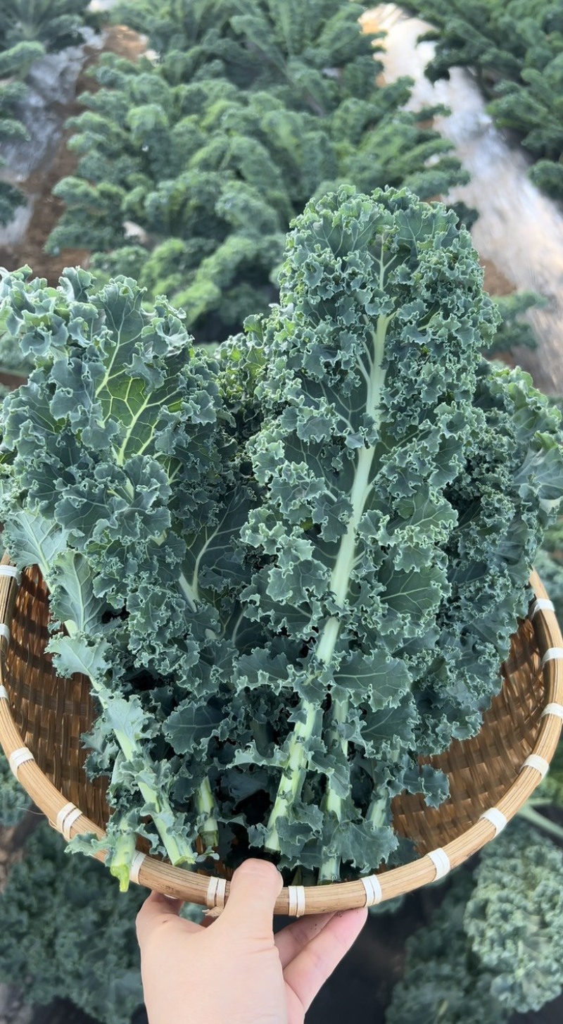 羽麒麟1号鲜食羽麒麟羽衣甘蓝鲜叶