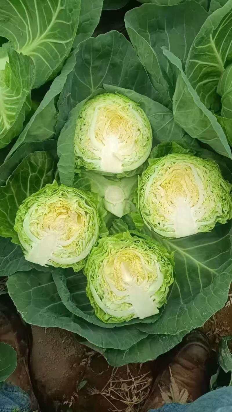 甘蓝，白菜，原产地直发，保质保量，绝不掺假