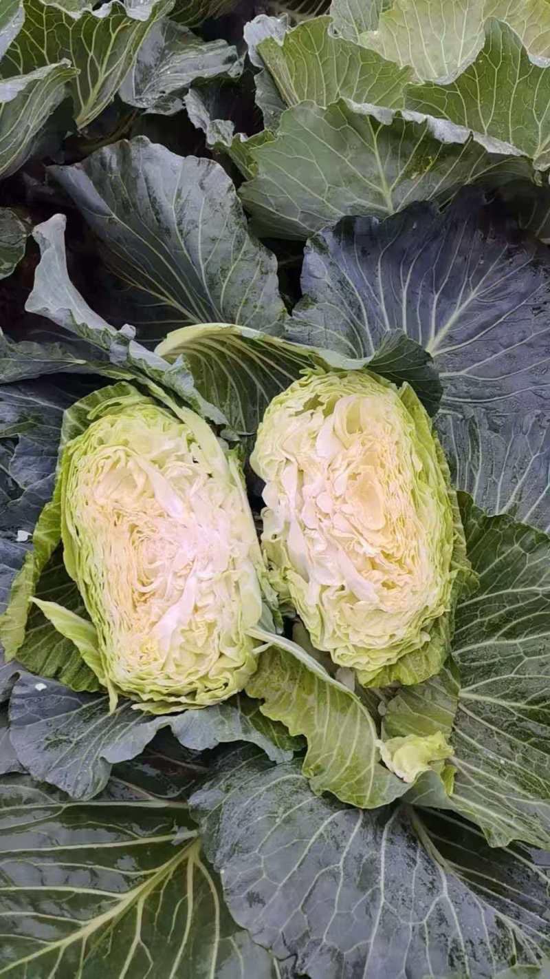 甘蓝，白菜，原产地直发，保质保量，绝不掺假