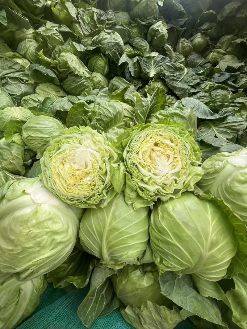 甘蓝，白菜，原产地直发，保质保量，绝不掺假