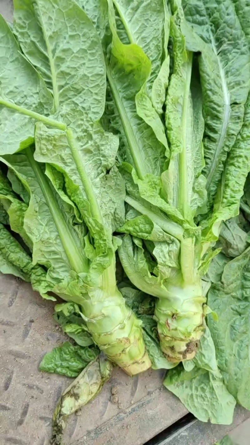湖北大棚种植正宗三青莴笋自产自销