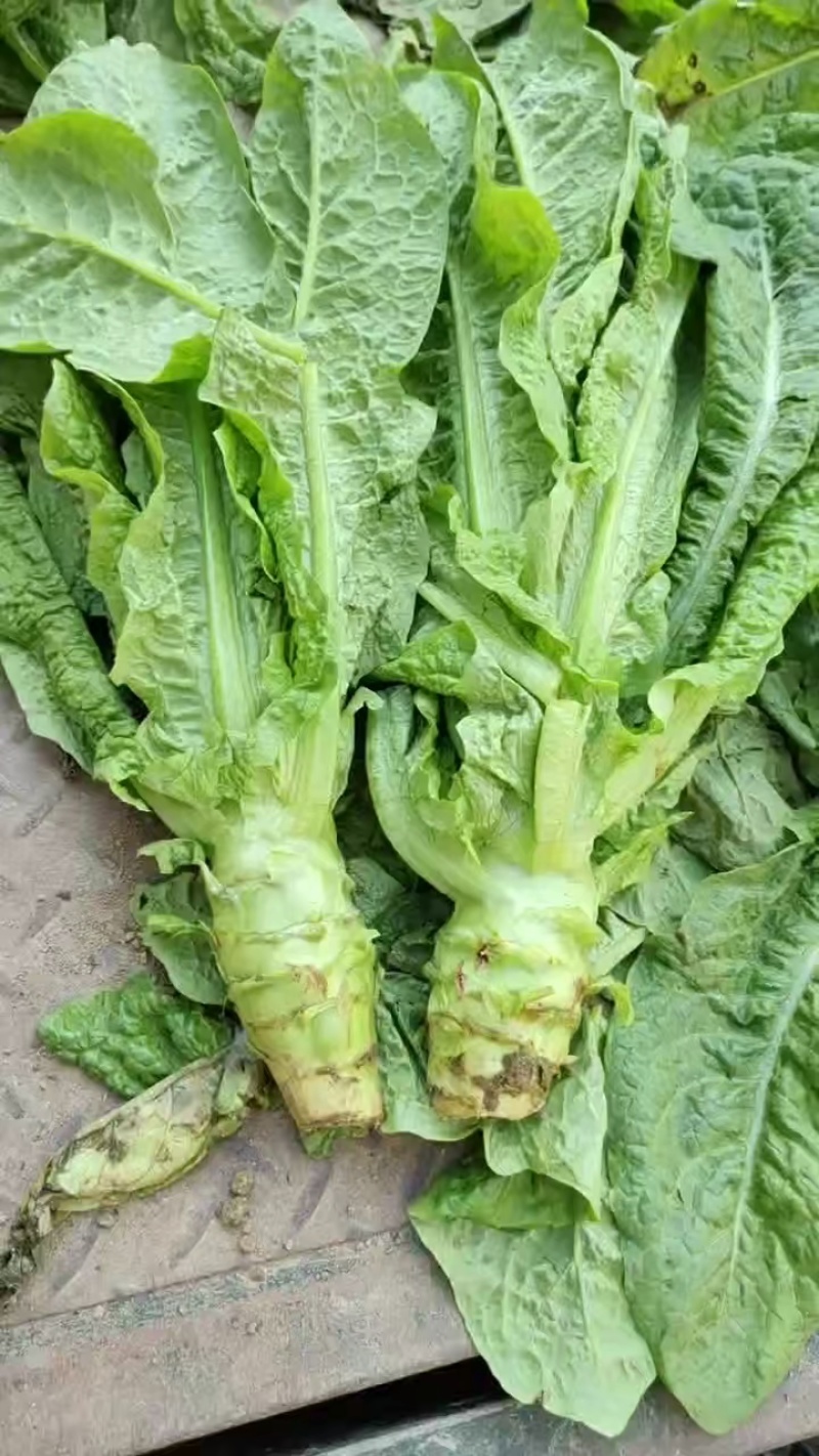湖北大棚种植正宗三青莴笋自产自销