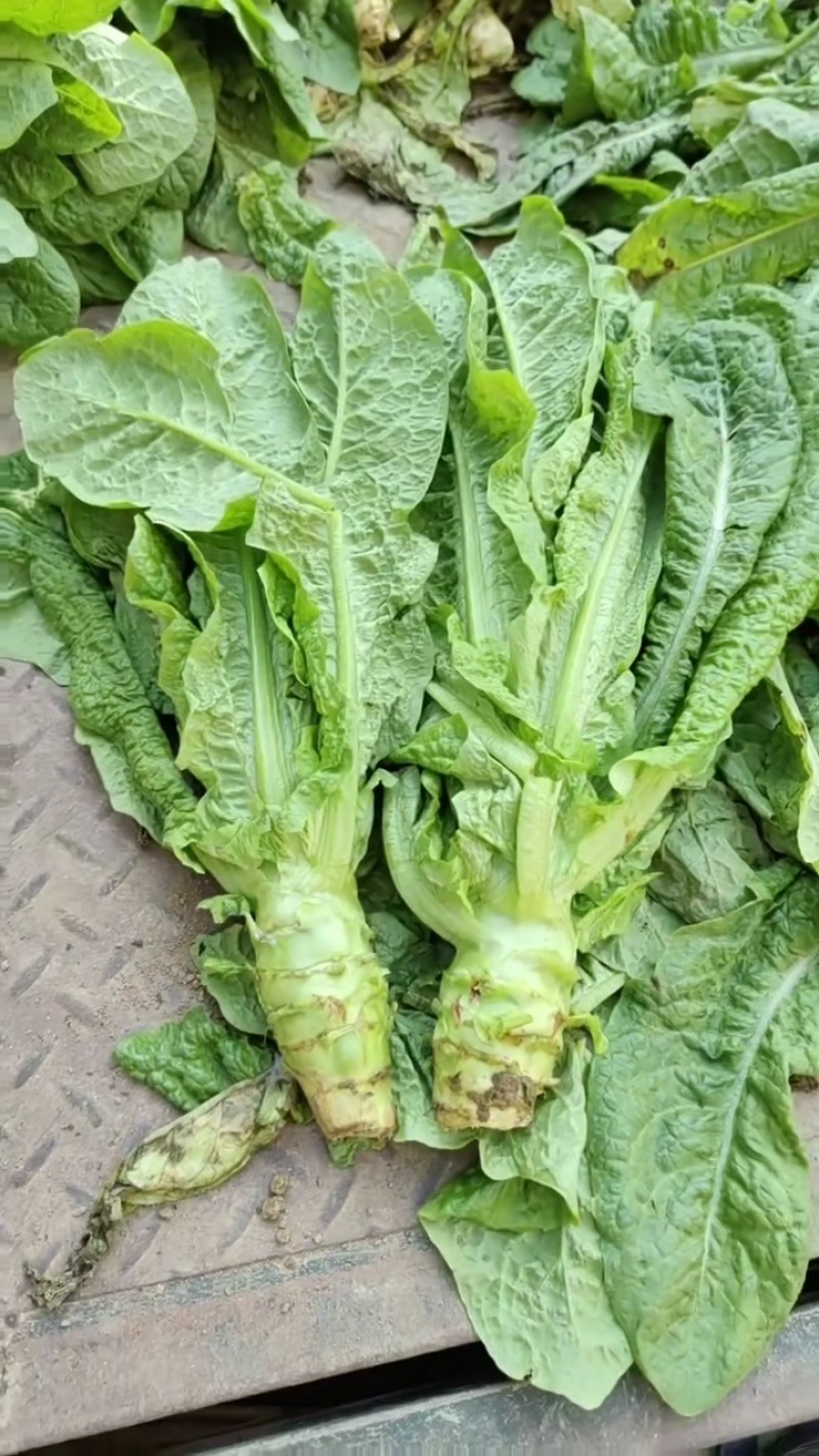 湖北大棚种植正宗三青莴笋自产自销