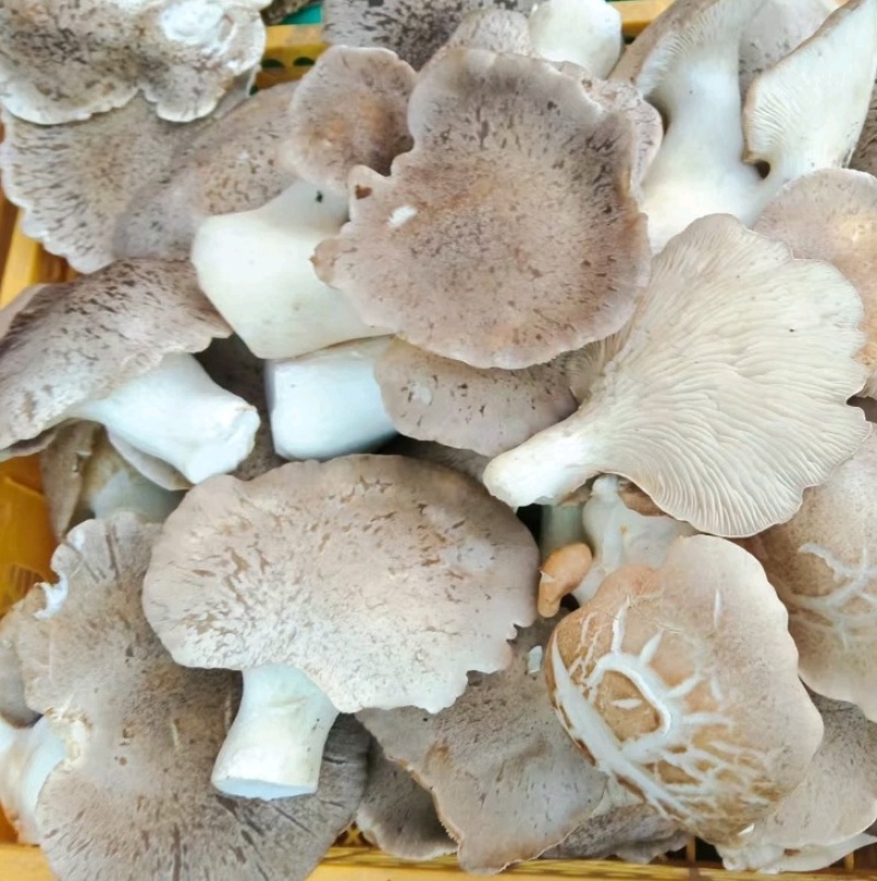 【精选】广西柳州现摘灵芝菇肉厚细嫩规格齐全欢迎进店