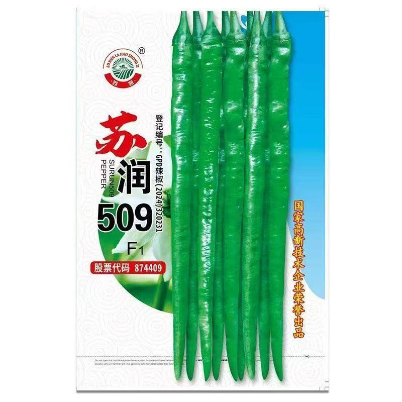 正品苏润509高产超长特大线椒种子正宗加长果条椒基地辣椒