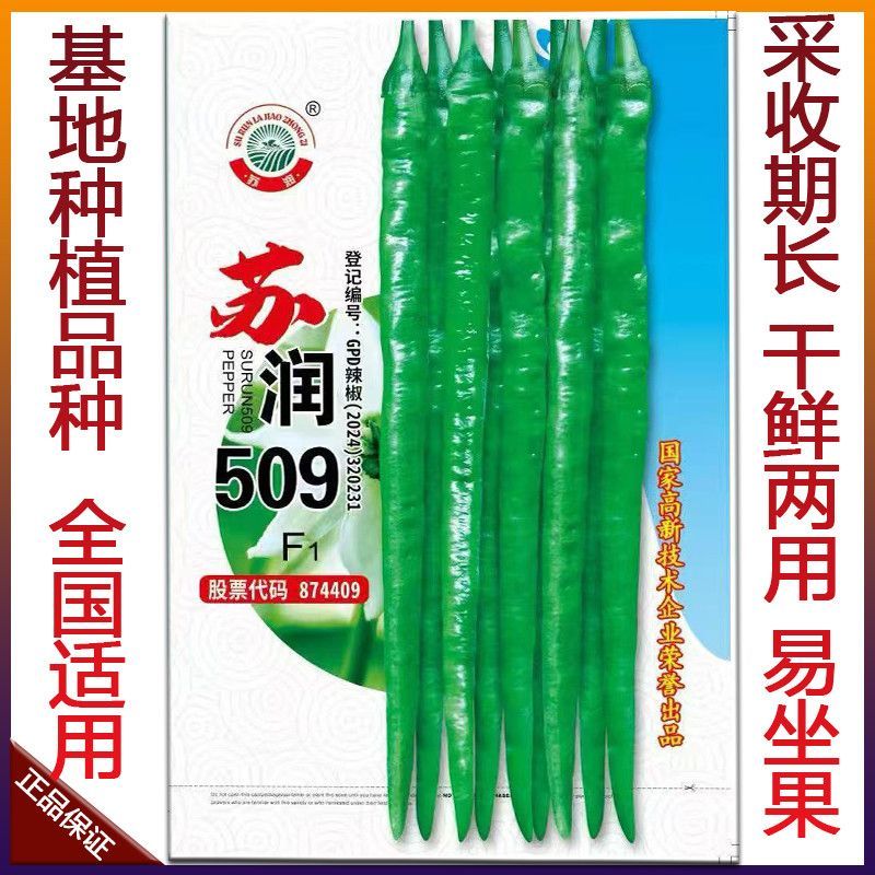正品苏润509高产超长特大线椒种子正宗加长果条椒基地辣椒