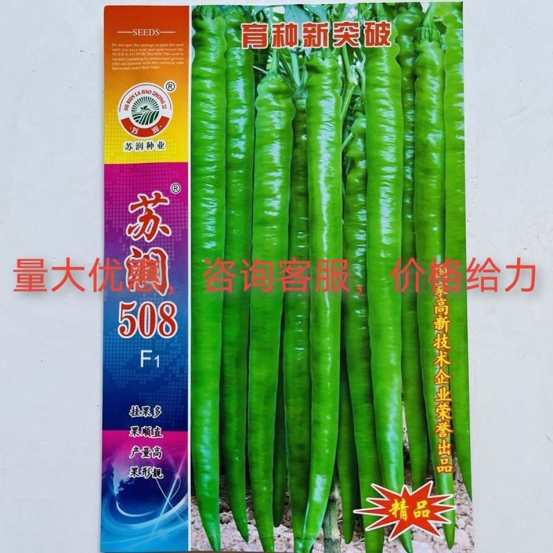 正品苏润509高产超长特大线椒种子正宗加长果条椒基地辣椒