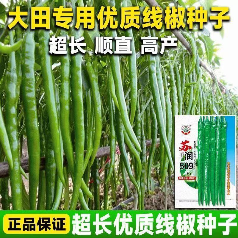 正品苏润509高产超长特大线椒种子正宗加长果条椒基地辣椒