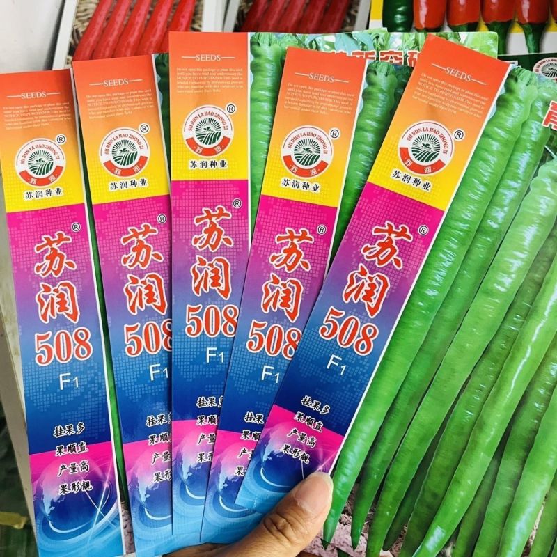 正品苏润509高产超长特大线椒种子正宗加长果条椒基地辣椒