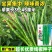正品苏润509高产超长特大线椒种子正宗加长果条椒基地辣椒