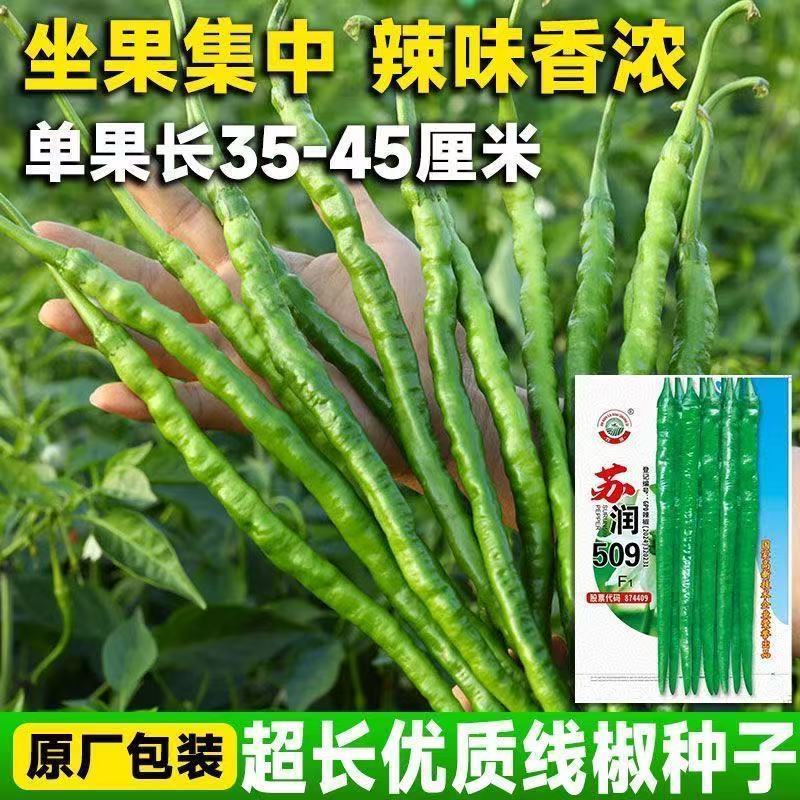 正品苏润509高产超长特大线椒种子正宗加长果条椒基地辣椒