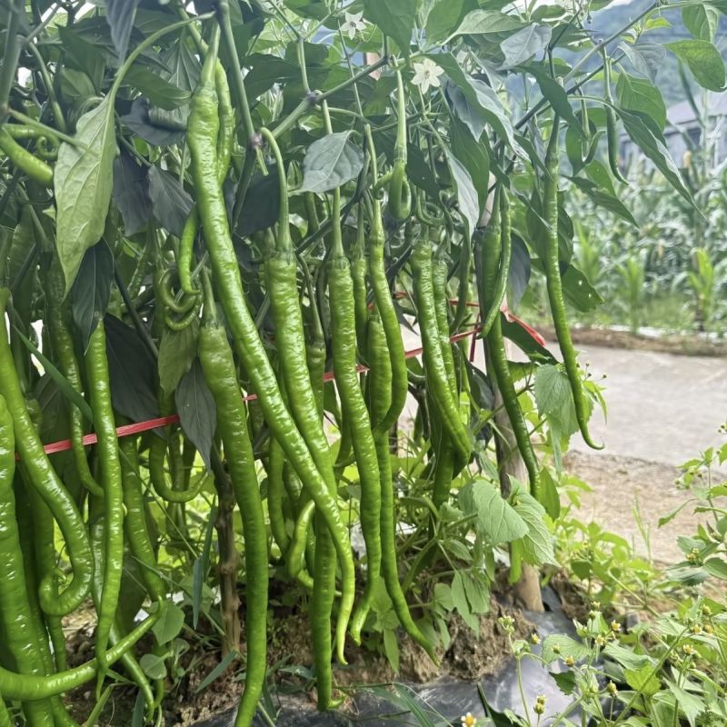 正品苏润509高产超长特大线椒种子正宗加长果条椒基地辣椒