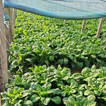 湖北大棚种植正宗三青莴笋自产自销