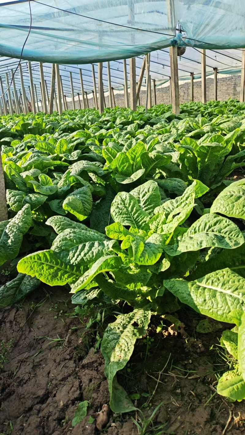 湖北大棚种植正宗三青莴笋自产自销