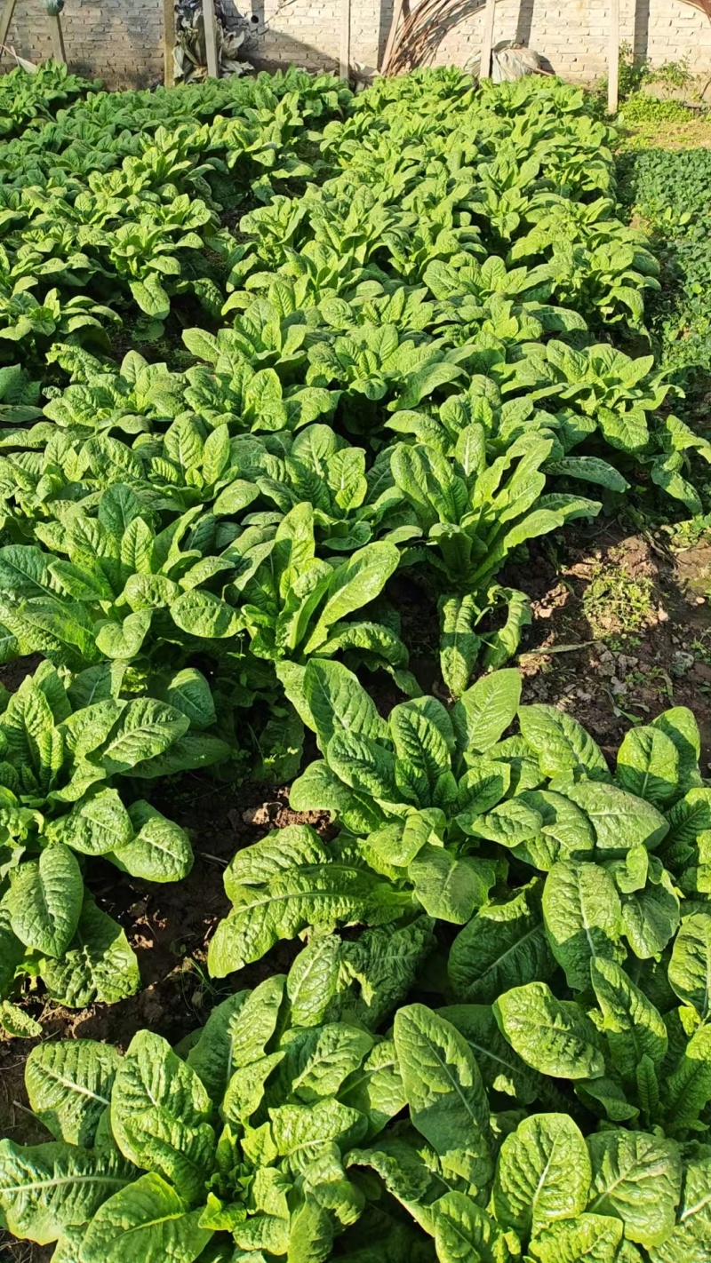 湖北大棚种植正宗三青莴笋自产自销