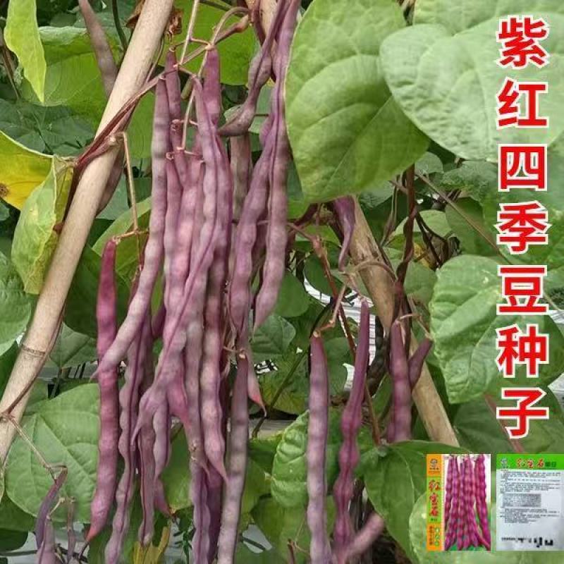 红娇娘架豆芸豆种籽高产无筋肉厚籽粒饱满春秋播种豆角种籽