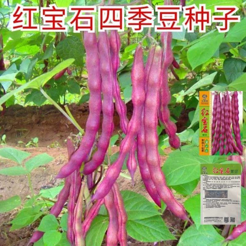 红娇娘架豆芸豆种籽高产无筋肉厚籽粒饱满春秋播种豆角种籽