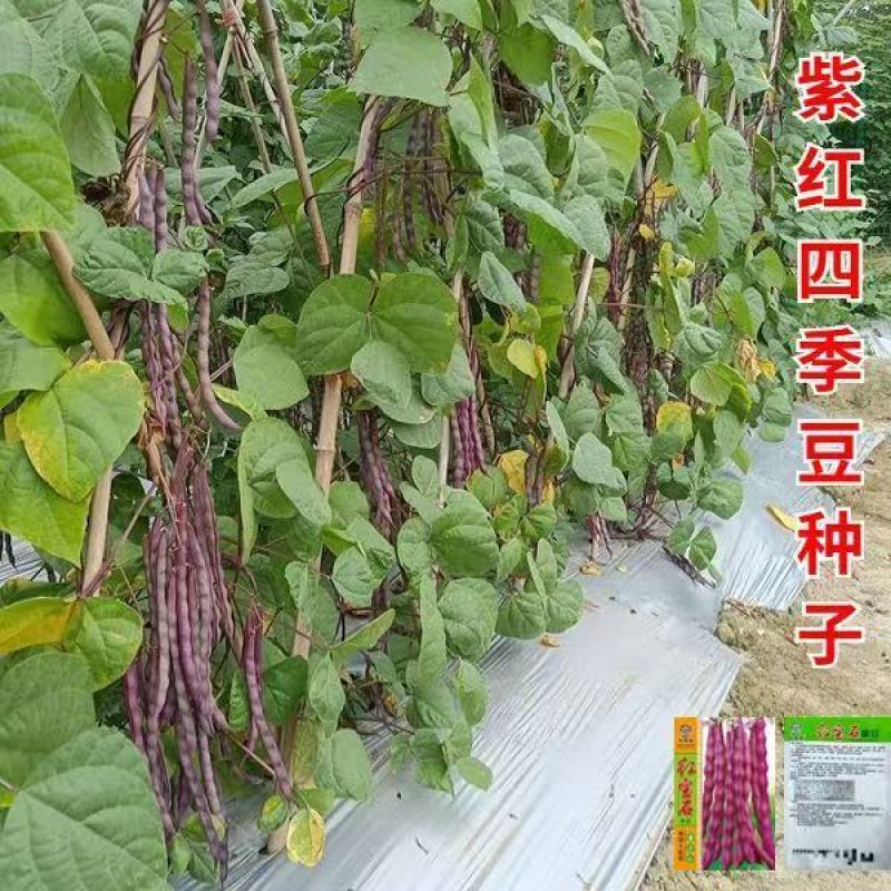 红娇娘架豆芸豆种籽高产无筋肉厚籽粒饱满春秋播种豆角种籽