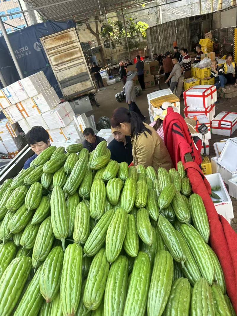 苦瓜产地一手货源量大优惠，欢迎新老客户合作对接市场电商平