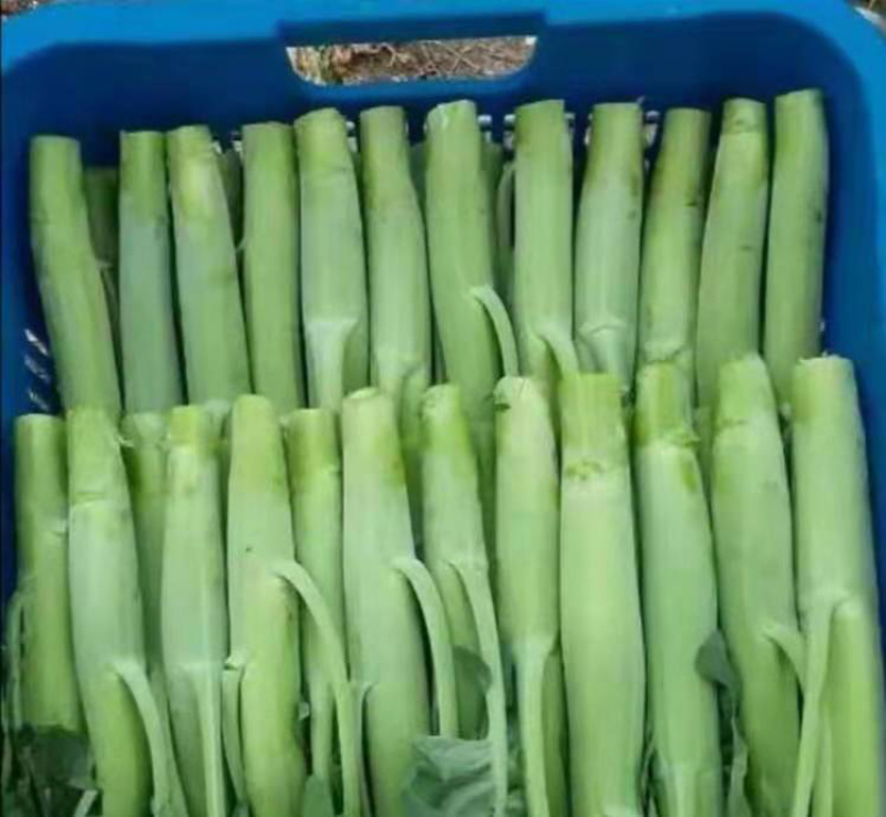 精品大芥蓝，量大价优长期有货，欢迎骚扰。