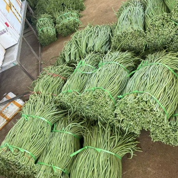 长豆角产地直发，量大优惠对接全国市场，电商平台欢迎合作