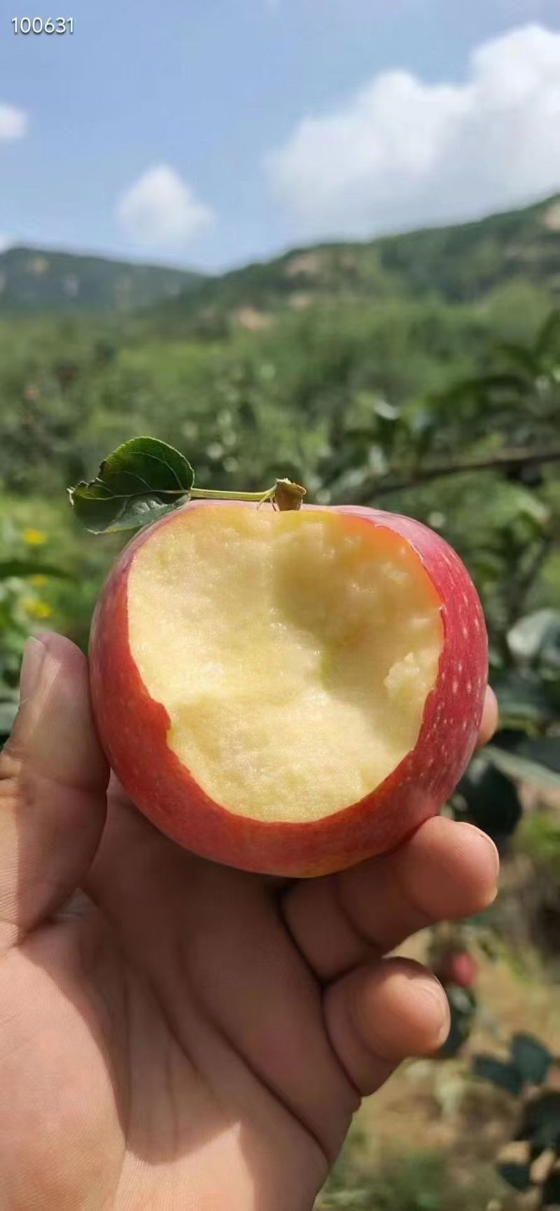 鲁丽苹果树苗一级苗诚信经营欢迎咨询