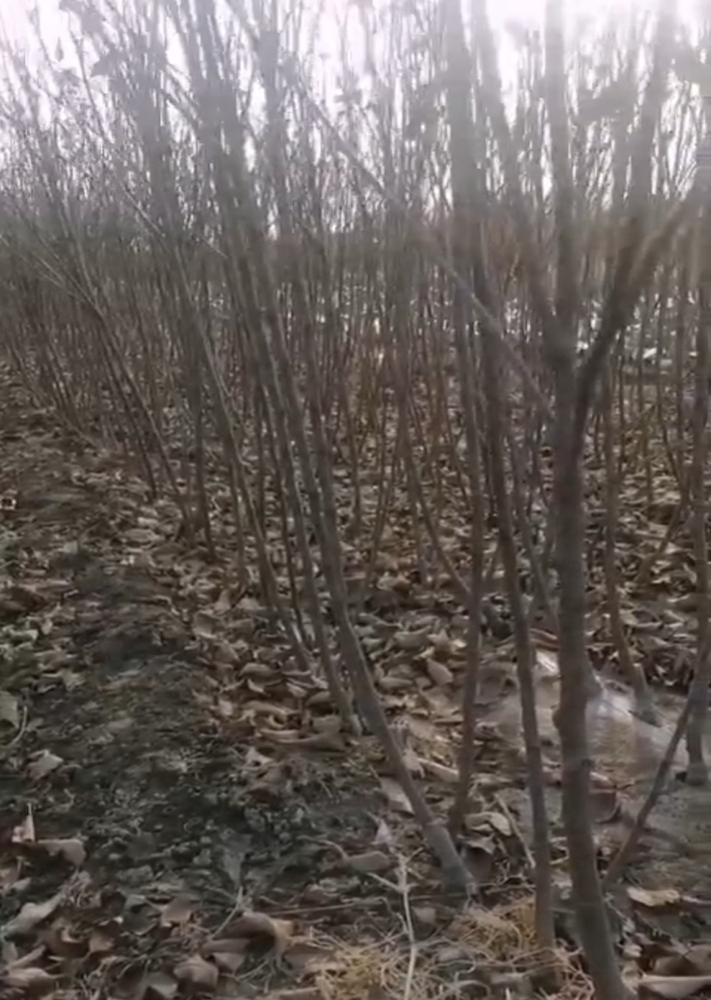 鲁丽苹果树苗一级苗诚信经营欢迎咨询