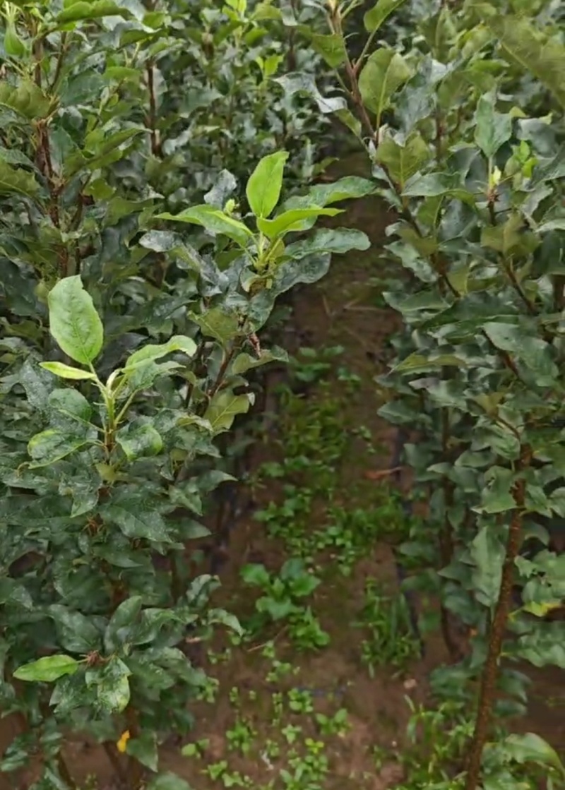 鲁丽苹果树苗一级苗诚信经营欢迎咨询