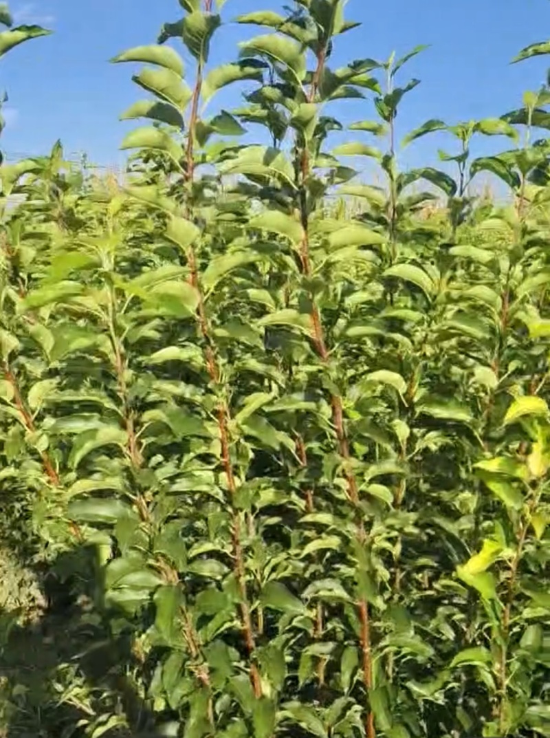 鲁丽苹果树苗一级苗诚信经营欢迎咨询