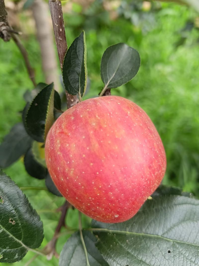 鲁丽苹果树苗一级苗诚信经营欢迎咨询
