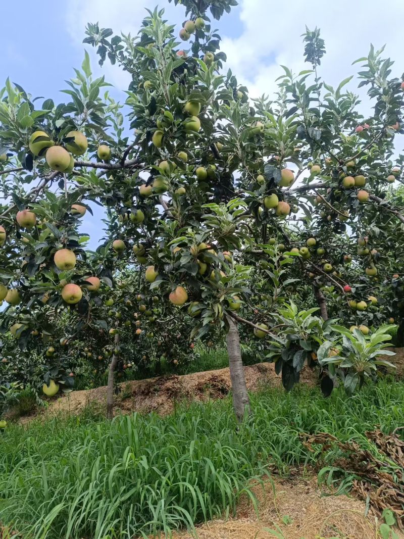 鲁丽苹果树苗一级苗诚信经营欢迎咨询