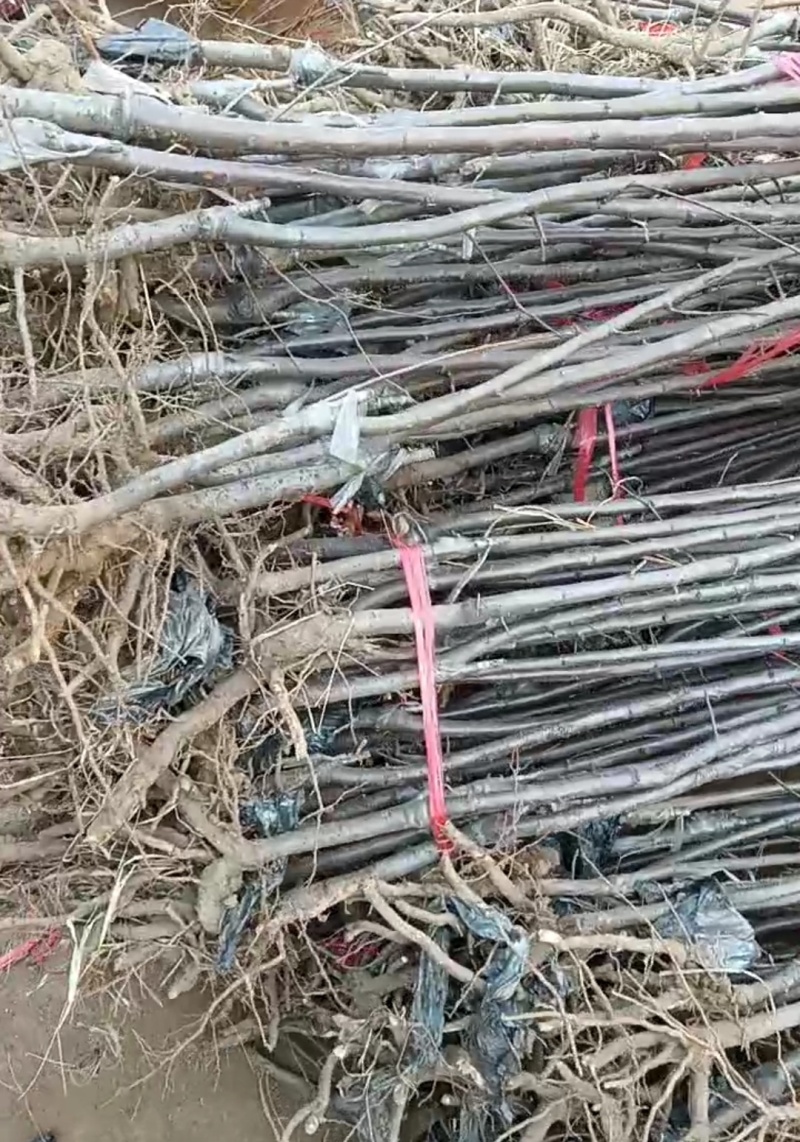 鲁丽苹果树苗一级苗诚信经营欢迎咨询